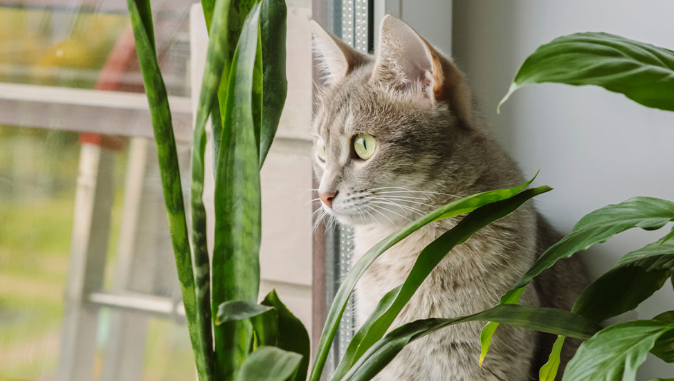 Pets and plants living in harmony