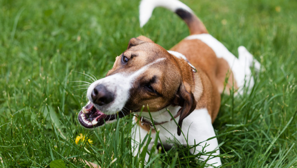 Why Do Dogs Eat Grass (and Should I Be Worried if He Does)?