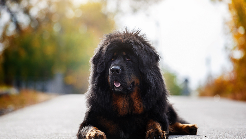 tibetan mastiff are they aggressive