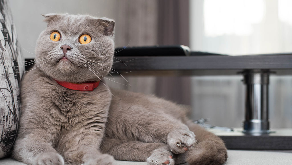 Scottish Fold: Rare Cat Breed Facts and More