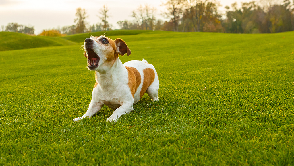 Obsessive Compulsive Behavior in Dogs