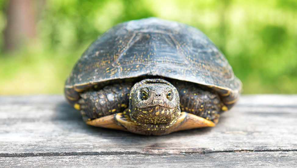 Ask Dr. Jenn: What Is My Turtles Shell Made Of and Why Is It Shedding?