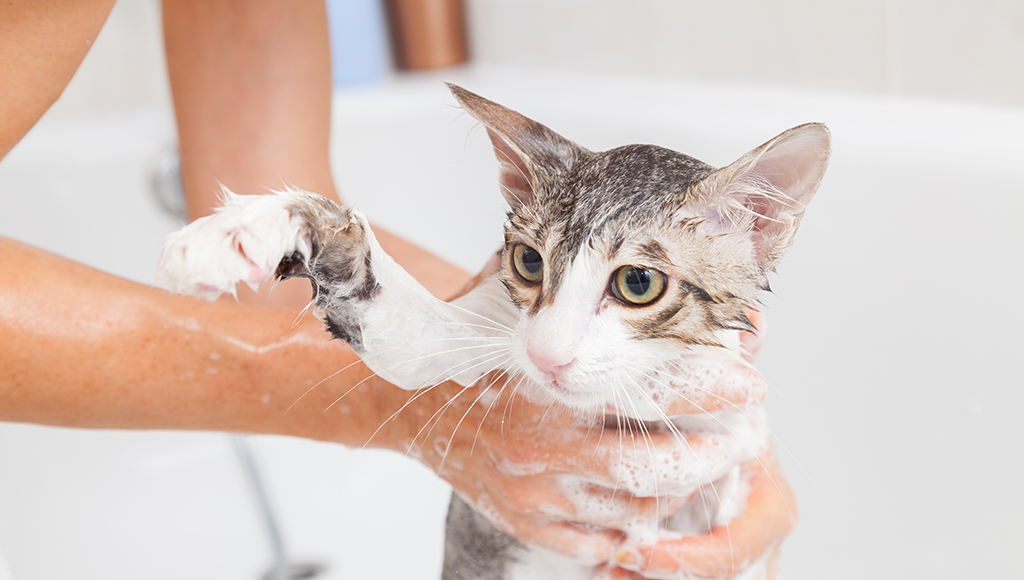 Shower Cat