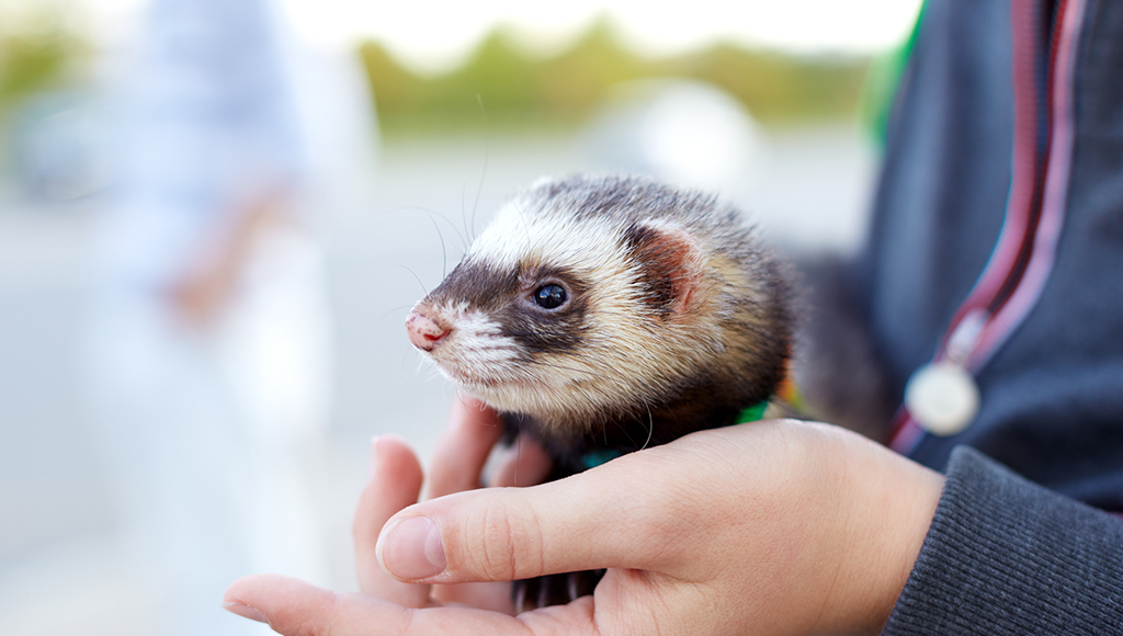 Insulinoma: Life-threatening Ferret Disease