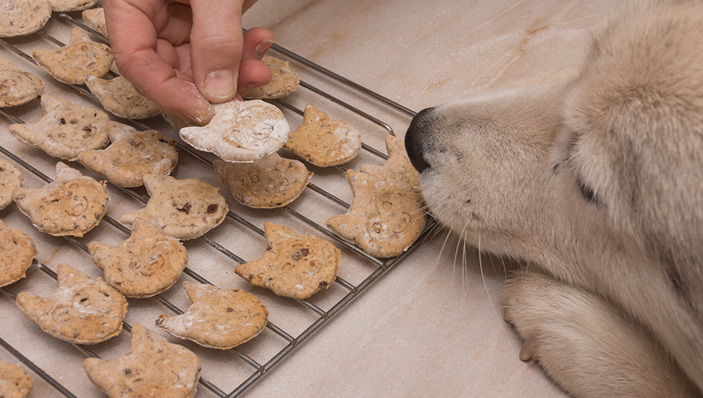 Five Homemade Treats For Your Favorite Pooch