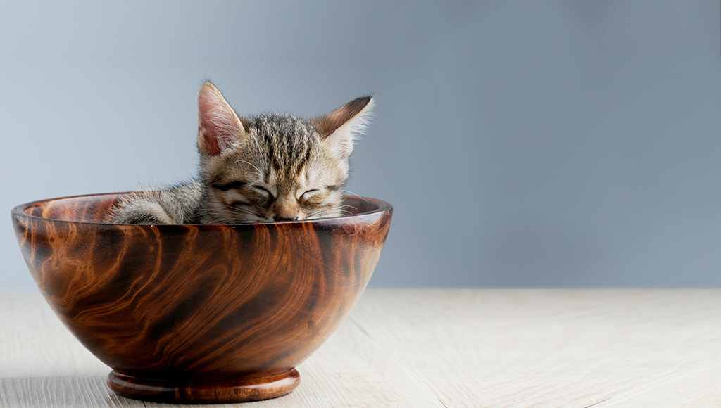 Specialty Cats: Dwarf, Miniature and Teacup Cats