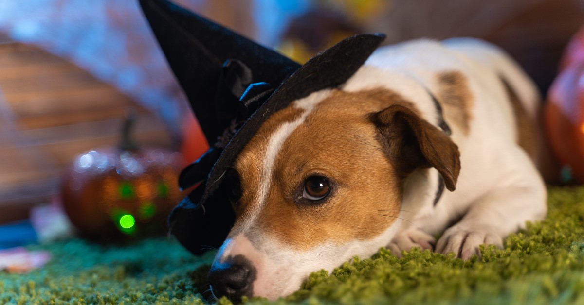 8 Scary Halloween Dangers for Pets