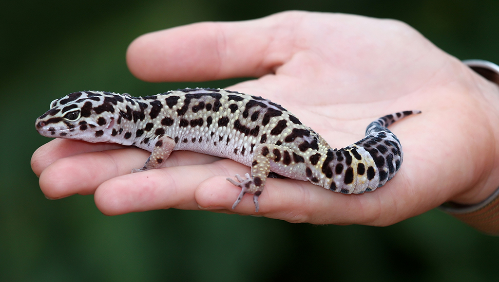 a pet gecko