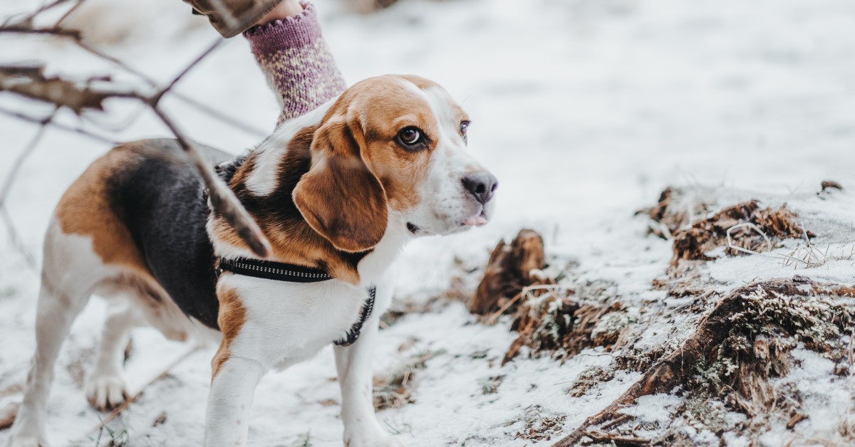 How Cold is Too Cold: Keeping Your Dog Safe From Winter Chills