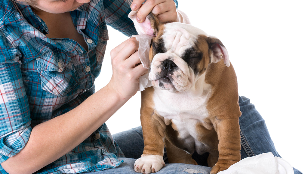 Helpful Tips: Cleaning Your Dog's Ears