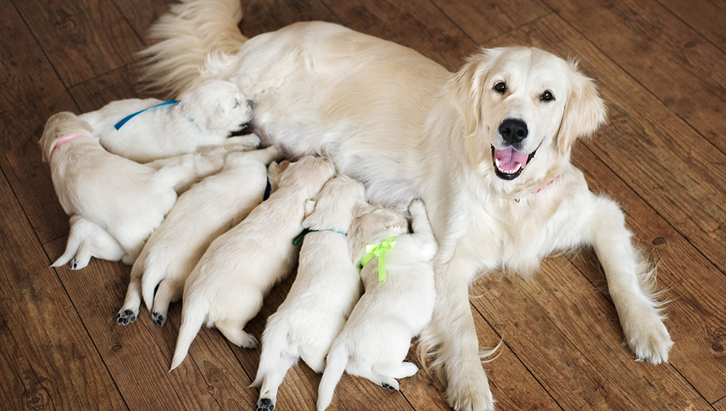 how do you know if newborn puppies are too hot