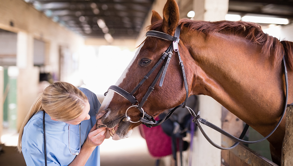 Do Horses Need to be Dewormed?