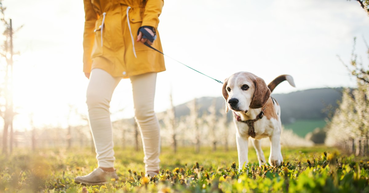 Springtime Safety Tips for Dogs