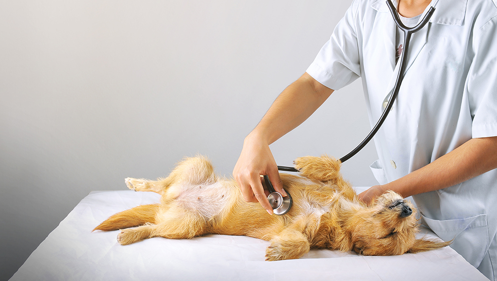 Dr. Elliott: Dog Health Symptoms