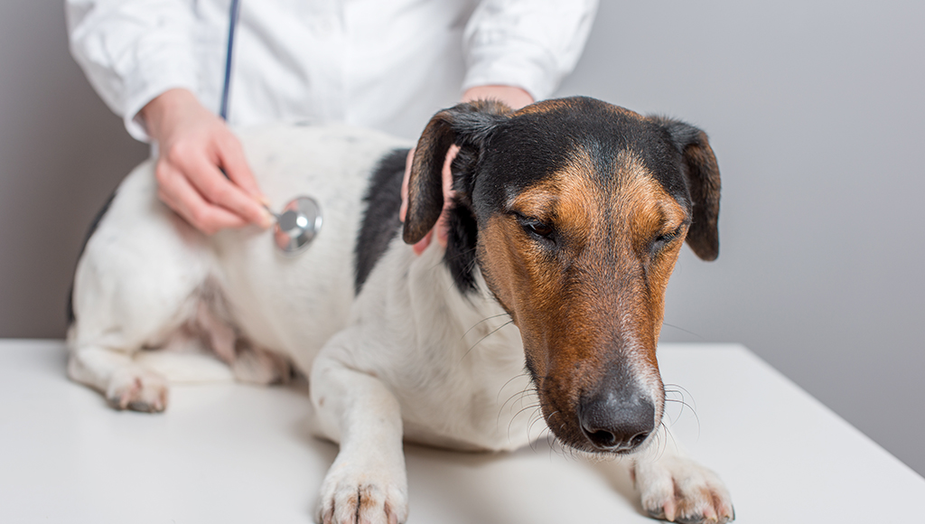Do Dogs and Cats Suffer From Bloat?