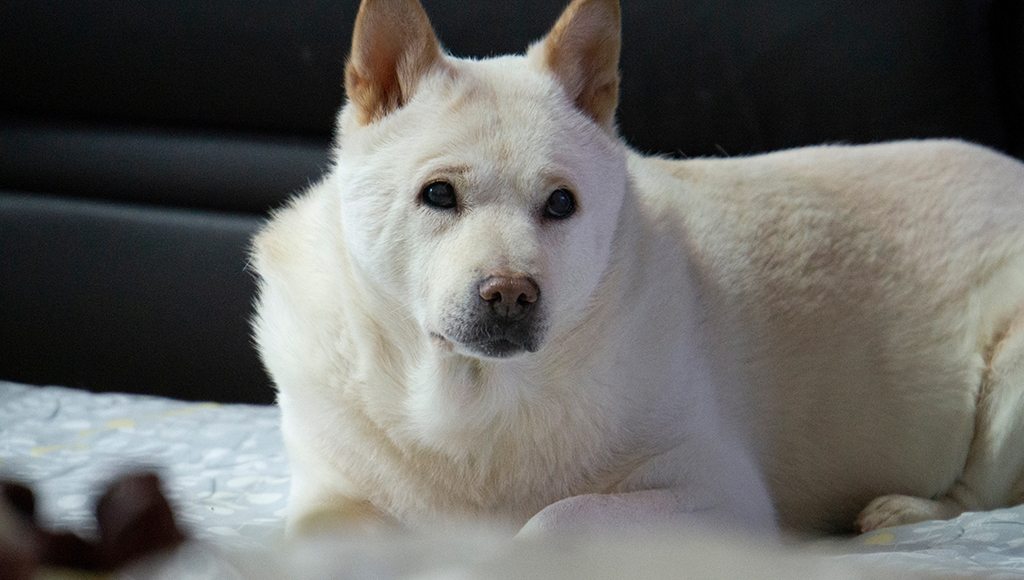Jindo: Another Little Known Breed