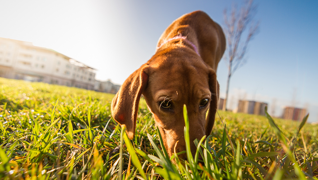 Why Does My Dog Eat Poop?