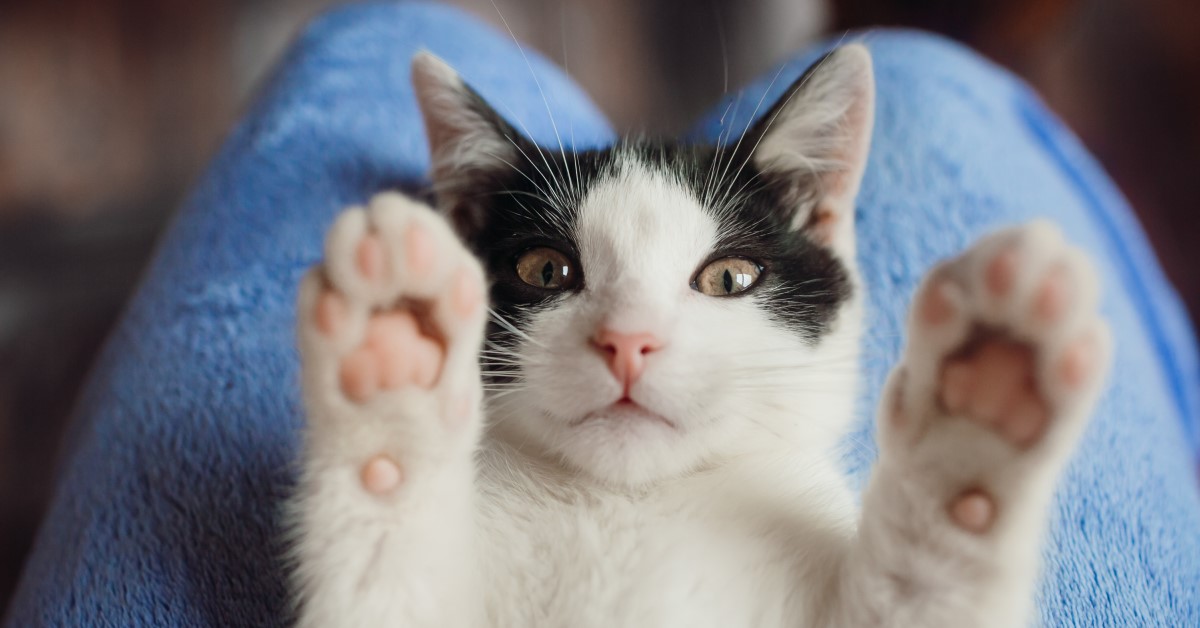 How to Spot Ingrown Cat Claws | Symptoms, Treatment and Prevention