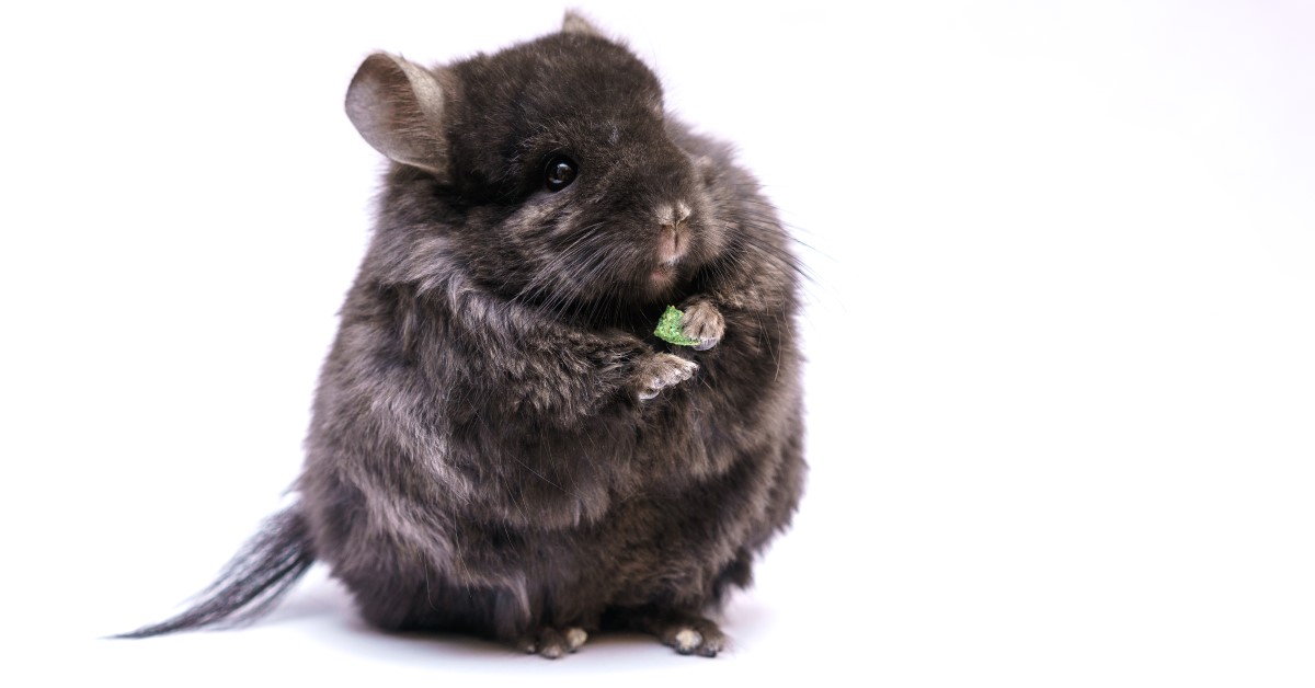 What Treats Are Safe For Chinchillas?