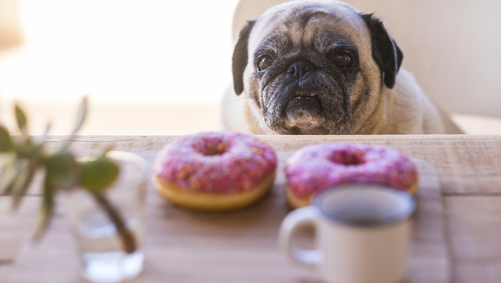 Signs and Symptoms of Canine Diabetes