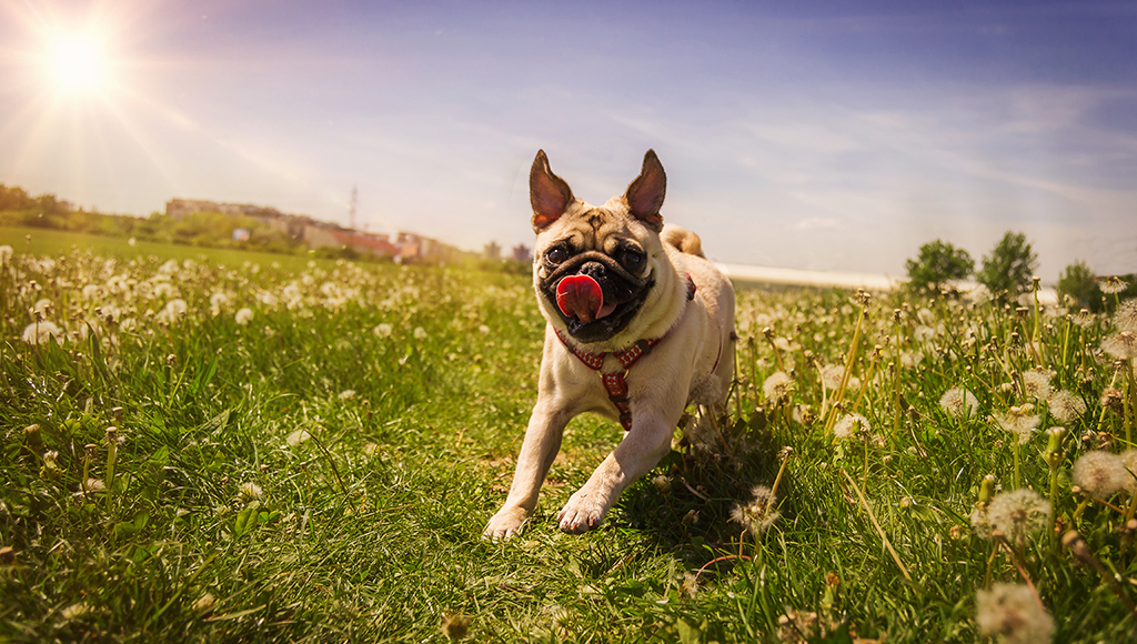 Preventing Heatstroke in Cats and Dogs