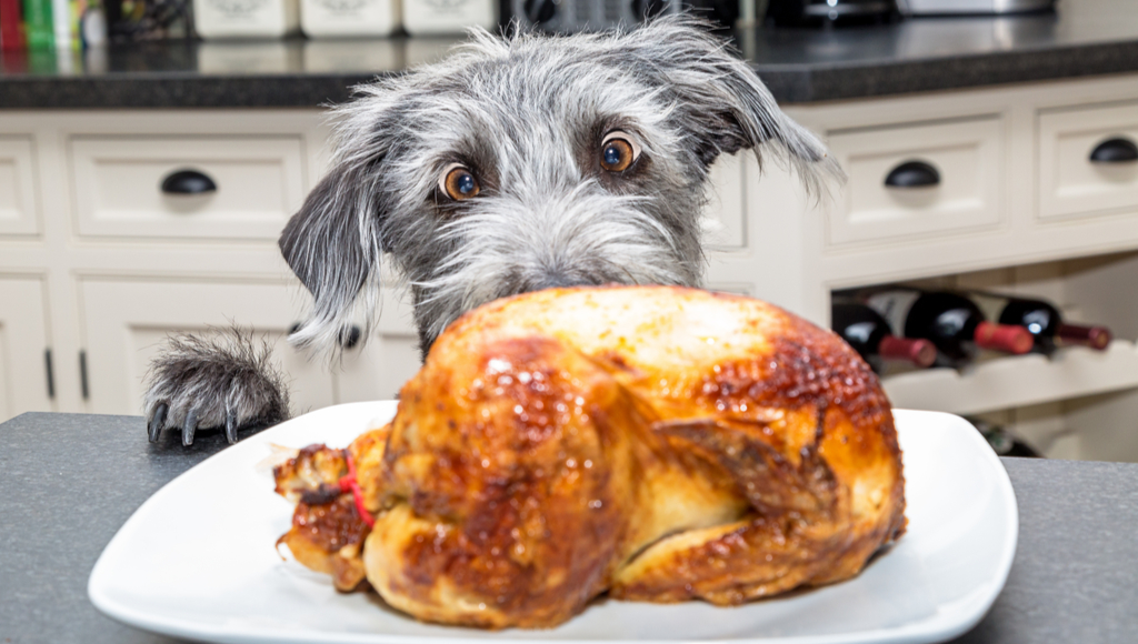 Cook Up A Thanksgiving Cornucopia Your Pets Will Gobble Up!