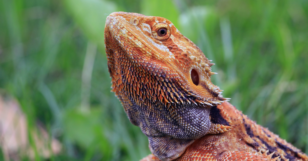 Can Bearded Dragons Eat Figs?