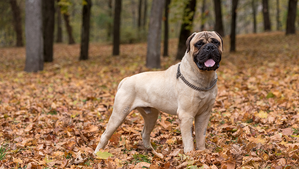 big bullmastiff dogs