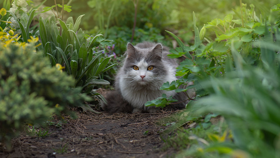 Ask Dr. Jenn: I like to let my cat outside during the day but he keeps bringing me dead animals. How can I prevent this? Should I be worried he may contract rabies? If so, what should I look for?
