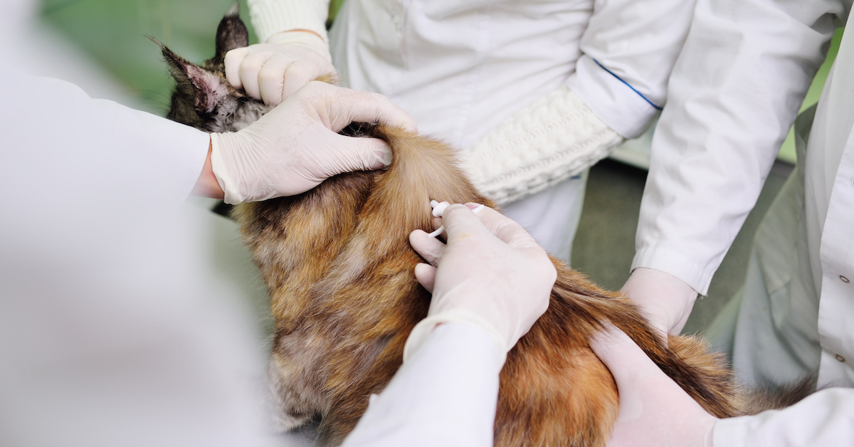 Frequently Asked Questions (FAQs) About Microchipping in Pets