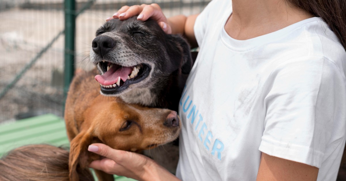 Options and Requirements for Volunteering With Animals