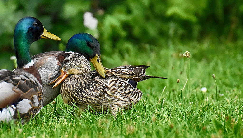 Keeping and Caring for Your Pet Duck