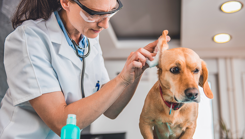 Dog Ear Infections: Signs and When To See the Vet