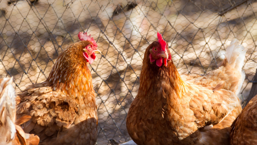Ask Dr. Jenn: We want to start raising backyard chickens. What do we need to know?