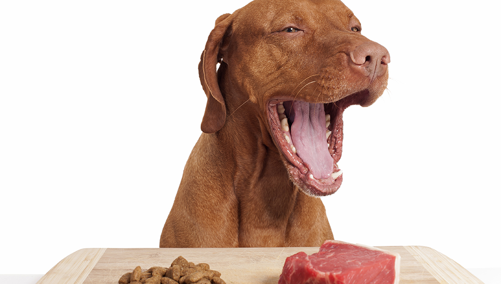 The Truth Behind Raw Foods, Kibble and Canned Foods