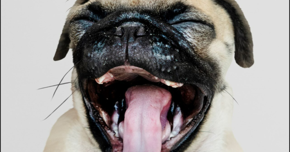 Excessive Barking - Why It Happens and How to Get Your Dog to Stop