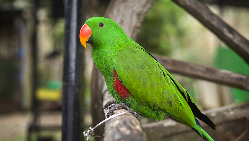 Common Parrot Disorders