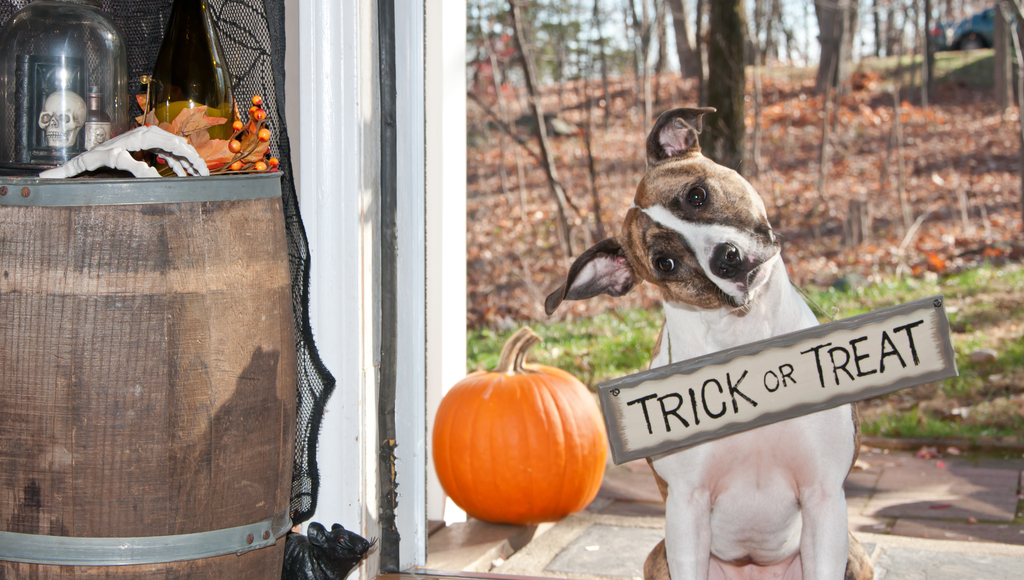 Pets and Halloween Safety
