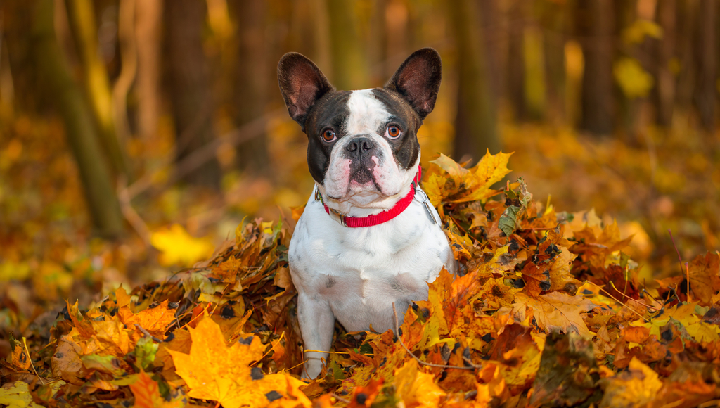 Fall Fun with Your Dog
