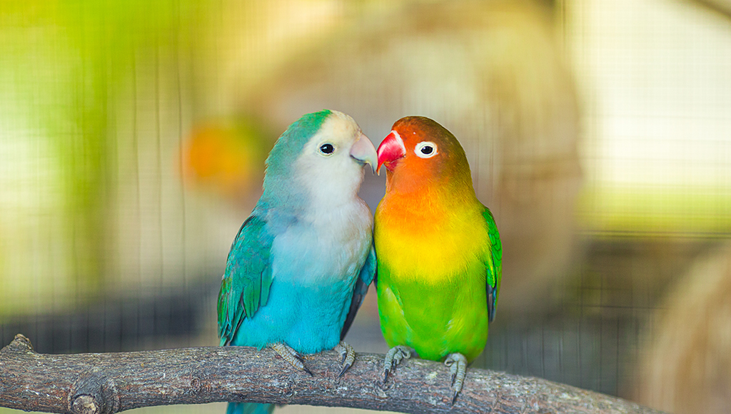 Loveable Lovebirds!