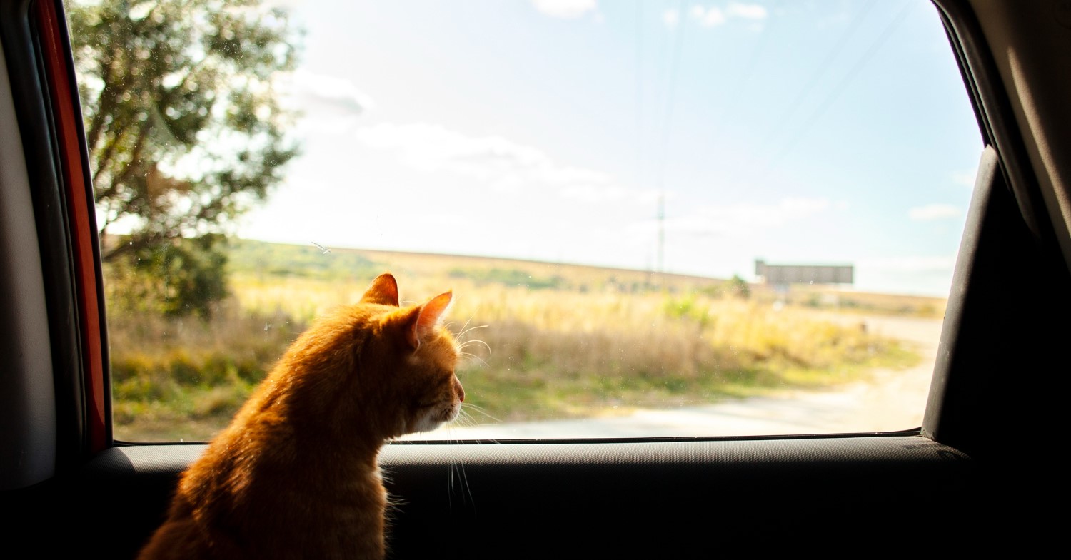 Ask Dr. Jenn: How Should I Make My Cat Comfortable Traveling By Car?