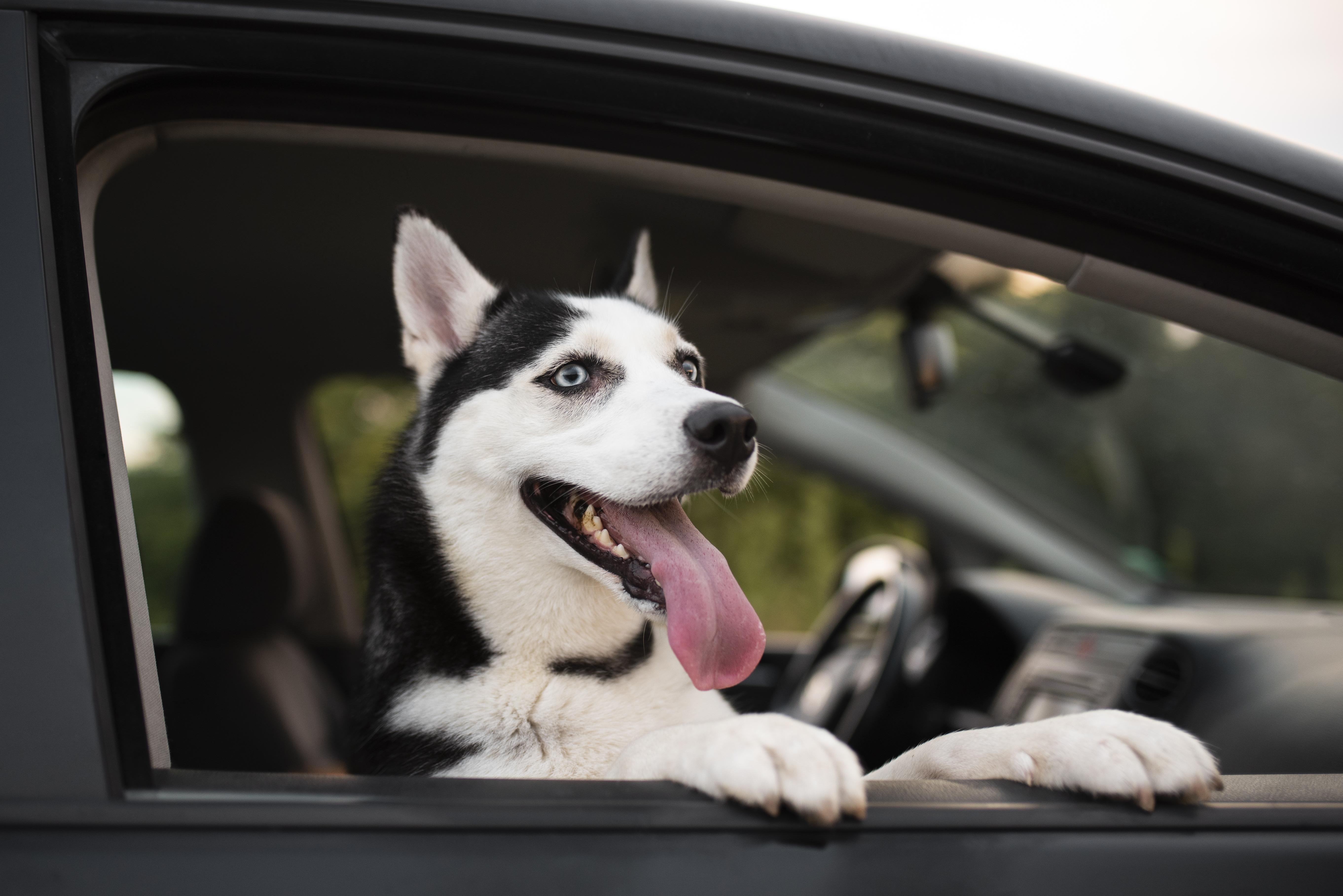 Car Travel with Pets: Safety Tips for You and Your Dog