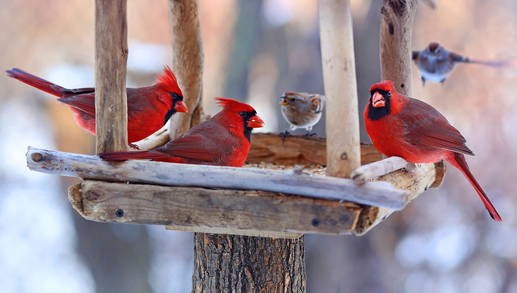 Winter Feeding Our Feathered Friends