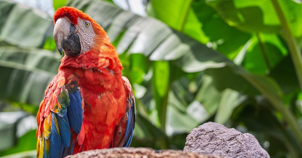 10 Things You Didn’t Know About Parrots
