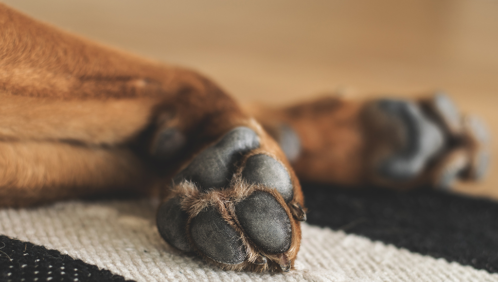 Dog Paw Injuries: Burns, Blisters and Sores