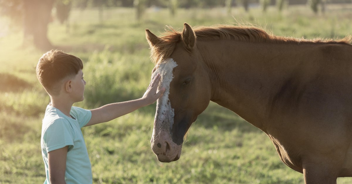 Horsing Around 101: The Best Horses for the Beginner Rider