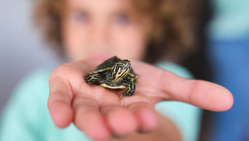 Turtles as Pets