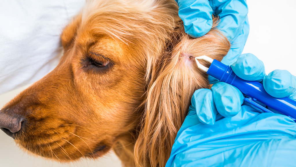 Signs and Symptoms of Tick Paralysis