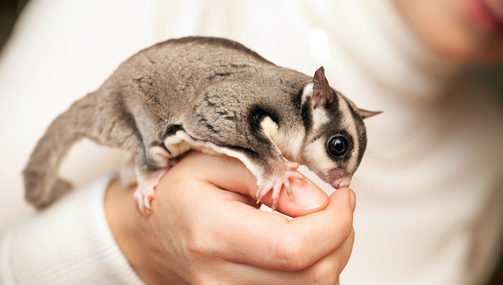 Pocket Pets: What is a Sugar Glider?