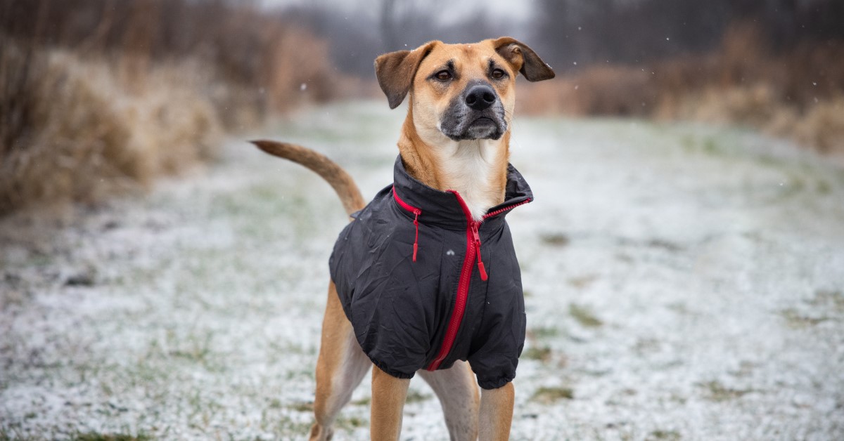 Protect Your Dog in Snow & Ice this Winter